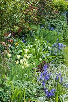 Découvre le long du parterre de fleurs avec des jacinthes espagnoles, des stachys, des iris et des géraniums Tulipa 'Green Spring'