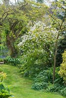 Vue sur un jardin de ville long et étroit au printemps avec une pelouse informelle et un parterre de fleurs mélangé avec Exochorda x macrantha 'The Bride '.