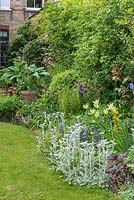 Vue le long du parterre de jardin de la ville avec Stachys lanata, Tulipa 'Spring Green', aquilegias, heuchera, fougères et fort.