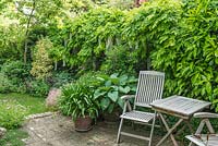 Une partie du jardin de la ville isolée avec terrasse en brique récupérée avec hosta et agapanthe en pots à côté de la table et des chaises de jardin en teck. Wisteria floribunda poussant sur une clôture.