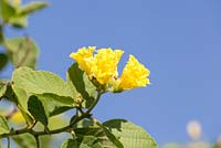 Cordea lutea - Muyuyu en fleur. Le jaune est apparemment la couleur préférée des abeilles charpentières qui pollinisent de nombreuses plantes des Galapagos, par conséquent la couleur prédominante des fleurs ici est jaune. Urbina Bay, Isabela.