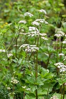 Ligusticum scoticum - livèche écossaise