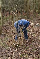 Becky Westover utilise des branches de noisetier pour créer une barrière de cloche, pour protéger le moignon de noisetier taillé contre les ravageurs tels que les lapins