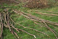 Différents paquets de bâtonnets de noisetier organisés pour être utilisés comme bâtonnets de pois, piquets, cannes de noisetier, bois artisanal et bâtonnets de haricots