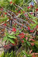 Euphorbia millii 'Couronne d'épines' - Jardin Magic Tea House, Funchal, Madère. Mars.