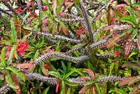 Euphorbia millii 'Couronne d'épines' - Jardin Magic Tea House, Funchal, Madère. Mars.