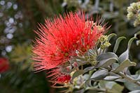 Metrosideros excelsa, 'arbre de Noël de Nouvelle-Zélande' - endémique de la Nouvelle-Zélande. Jardin de la maison de thé magique, Funchal, Madère. Mars.