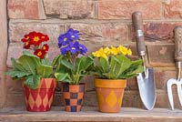 Pots en terre cuite avec différents motifs de tartan, plantés avec la série Primula elatior Crescendo