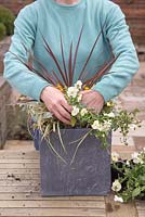 Planter Viola 'Teardrops White' au premier plan du pot
