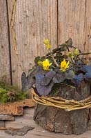 Ranunculus ficaria 'Brazen Hussy' planté dans un pot de mousse biologique, enveloppé de saule et d'écorce