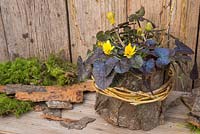 Ranunculus ficaria 'Brazen Hussy' planté dans un pot de mousse biologique, enveloppé de saule et d'écorce