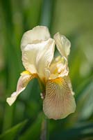 Iris - Variété jaune inconnue d'iris Cedric Morris.