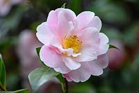 Camellia x Williamsii Citation