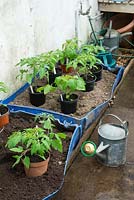 Parterre de serre avec des plants de tomates s'acclimatant avant d'être plantés en fûts de plastique coupés en deux.