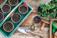 Sowing Runner Beans, une table de rempotage occupée comprenait des articles pour semer des graines, avec des pots de compost de semis de tomate établis