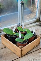 Courgette - Cucurbita, plantes cultivées en serre 'Astia' et 'Defender', prêtes à durcir.