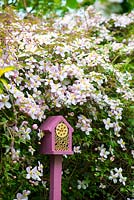 Jardinage de la faune - jardin au début de l'été avec boîte à insectes montée sur poteau placée parmi les fleurs de Clematis Montana.