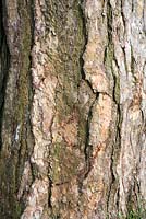 Tronc d'arbre et écorce de pin corse avec une texture, une forme et une couleur saisissantes au printemps