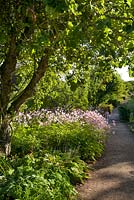 Jardin clos, Cambo, Fife, Scotland, UK. Dérive d'anémones japonaises par pommier