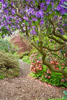 Rhododendron augustinii surplombant la voie dans le jardin boisé