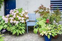 Siège peint en bleu entouré de pots d'hostas, d'hortensia et d'un acer. Le Bay Garden, Camolin, Co Wexford, Irlande
