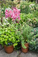 Les pots de vivaces et d'annuelles tendres près de la maison comprennent l'agastache, la Salvia microphylla 'Ribambelle' et les lys. Le Bay Garden, Camolin, Co Wexford, Irlande
