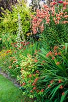Parterre de fleurs chaudes comprend Lilium lancifolium, crocosmias, Fuchsia à feuilles d'or 'Genii' et coquelicots coccinelles, Papaver commutatum 'Ladybird '. The Bay Garden, Camolin, Co Wexford, Irlande
