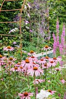 Échinacées au Jardin Sheila, une zone du jardin inspirée du jardin à la française d'un ami. Le Bay Garden, Camolin, Co Wexford, Irlande