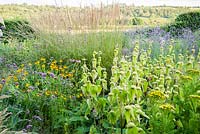 Le Barn Garden est un mélange d'herbes et de plantes vivaces à floraison tardive, notamment Phlomis russeliana, les héléniums, la Verbena bonariensis et la tanaisie à crête, Tanacetum vulgare var. crispum. Le Bay Garden, Camolin, Co Wexford, Irlande