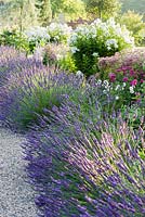 Les parterres d'été du Millennium Garden conçus par Xa Tollemache sont bordés de Lavandula intermedia 'Grosso' et présentent du phlox blanc et de l'Achillea millefolium 'Island Pink '. Castle Hill, Barnstaple, Devon, UK