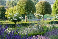 Les chênes verts coupés, Quercus ilex, s'élèvent au-dessus des parterres d'été conçus par Xa Tollemache. Castle Hill, Barnstaple, Devon, Royaume-Uni