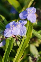 Tradescantia 'Ocean Blue '. Castle Hill, Barnstaple, Devon, Royaume-Uni