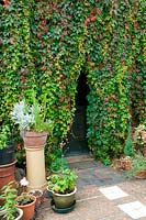 Collection de pots en terre cuite devant un rideau de Parthenocissus quinquefolia qui est séparé pour permettre l'accès à une porte.