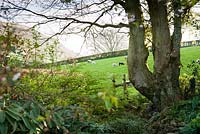 Les vues depuis le jardin atteignent Farleton Knot, à travers les terres agricoles où paissent les moutons. Cumbria, Royaume-Uni