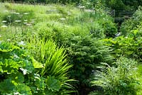 Le ruisseau Stansbatch traverse le jardin bordé d'amateurs d'humidité, dont Darmera peltata et les fougères. Upper Tan House, Stansbatch, Herefordshire, Royaume-Uni