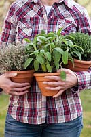 Femme tenant des pots d'herbes - Thymus x citriodorus 'Silver Queen', Thymus vulgaris et Salvia officinalis