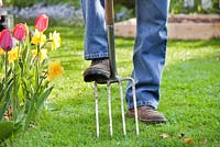 Entretien de la pelouse au printemps. Aération avec fourche de jardin.