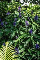 Dichorisandra thyrsiflora 'Blue ginger '. Fin de l'été, Royal Botanic Garden Sydney, NSW, Australie