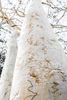 Eucalyptus haemastoma Gomme à gribouiller. Écorce montrant des traces de tunnels réalisés par des larves de papillons gribouillés à la fin de l'été, NSW, Australie.