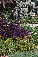 Plantation mixte avec Tradescantia pallida 'Purple Heart '.