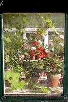 Géraniums vus à travers la fenêtre de la serre. Snares Hill Cottage, Essex