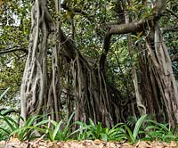 Ficus macrophylla f. columnaris. Fin de l'été, Royal Botanic Garden Sydney, NSW, Australie