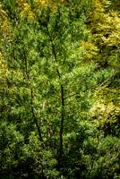 Podocarpus macrophyllus. Fin de l'été. Royal Botanic Garden Mount Tomah, NSW, Australie.