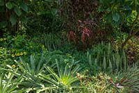 Plantation subtropicale. Alcantarea extensa et Cuphea llavea, Alamanda cathartica, Sansevieria trifasciata, Acalypha godseffiana, Eccremocarpus scaber en fuite. Fin de l'été, Royal Botanic Garden Sydney, NSW, Australie