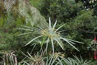 Cyperus involucratus 'paragua'