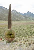 Puya raimondii, alias reine des Andes, titanka ou puya de Raimondi - Cordillère du Pérou. Parc national de Huascaran.