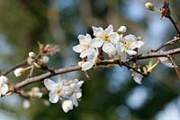Prunus salicina 'Lizzie' - Fleurs de prunier d'Asie