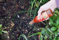 Décourager les blaireaux de déterrer les plantes en saupoudrant de sauce au piment fort sur le sol