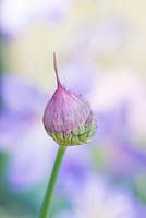Allium umbilicatum - Ouverture de l'oignon sauvage au printemps - Mai - Surrey