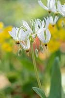 Dodecatheon meadia 'alba' - Étoile filante blanche - Mai - Surrey